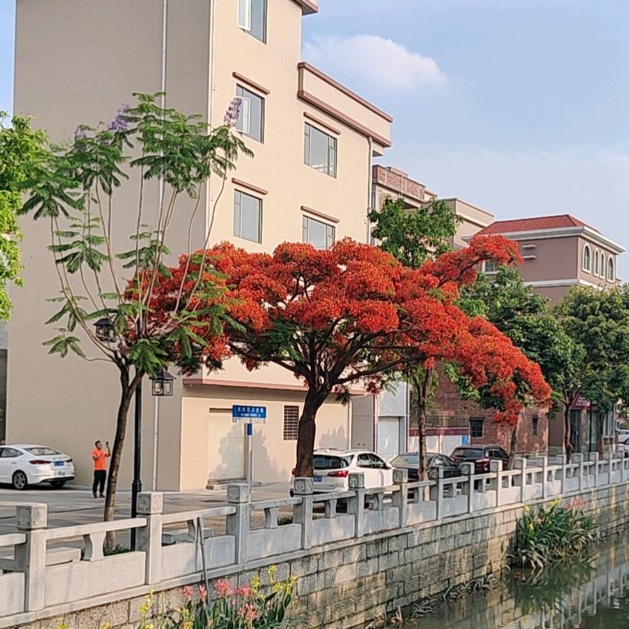 爱兴国，西山山歌