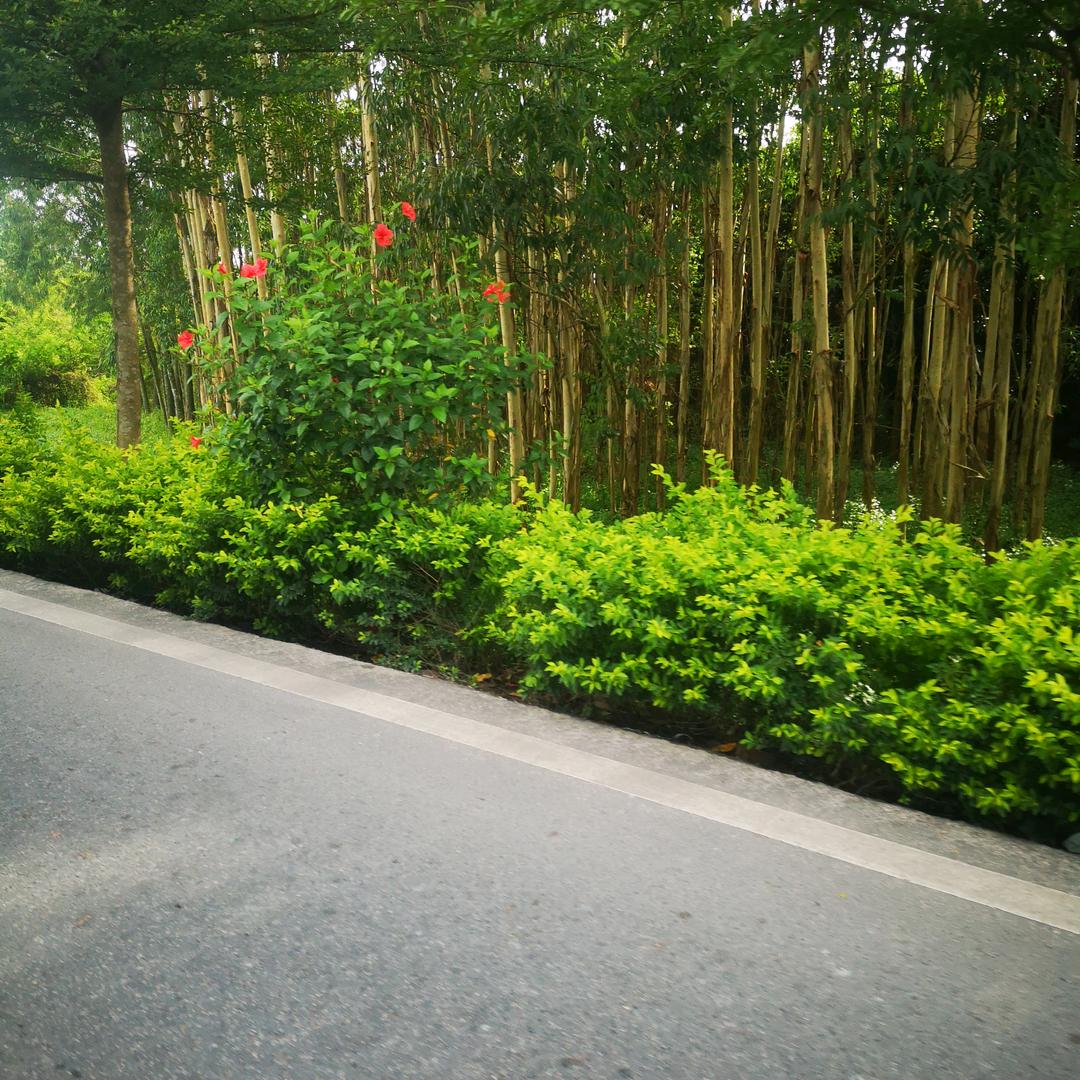 洒脱陈同学