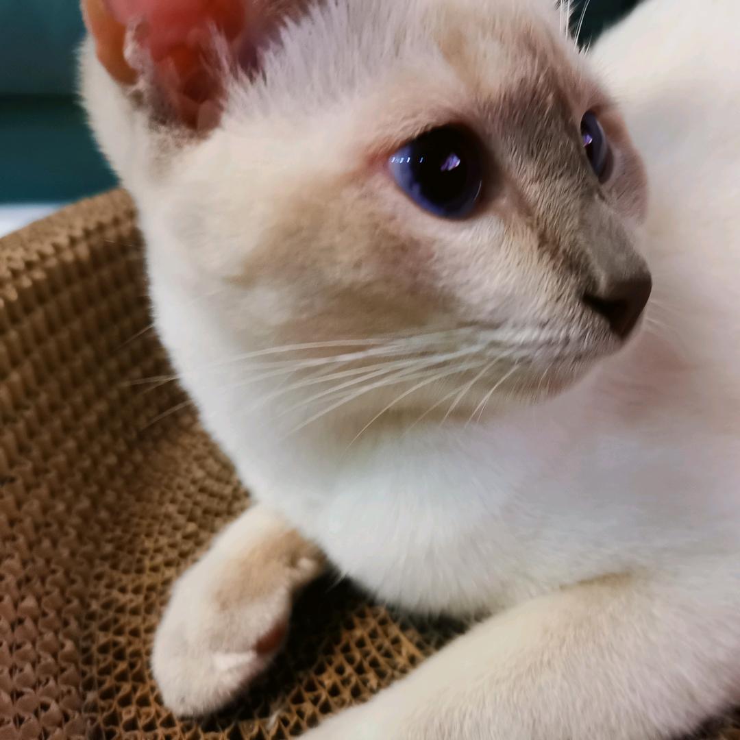 暹罗（关必回）