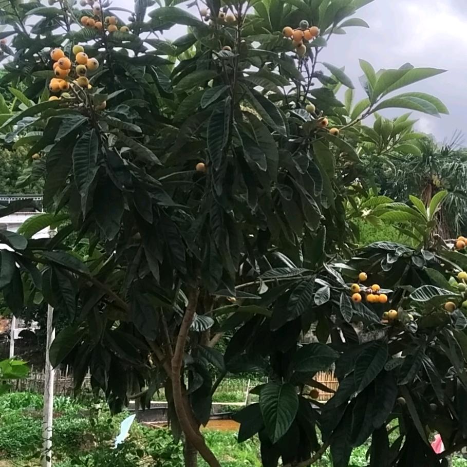 花开富贵，🔺知足常乐