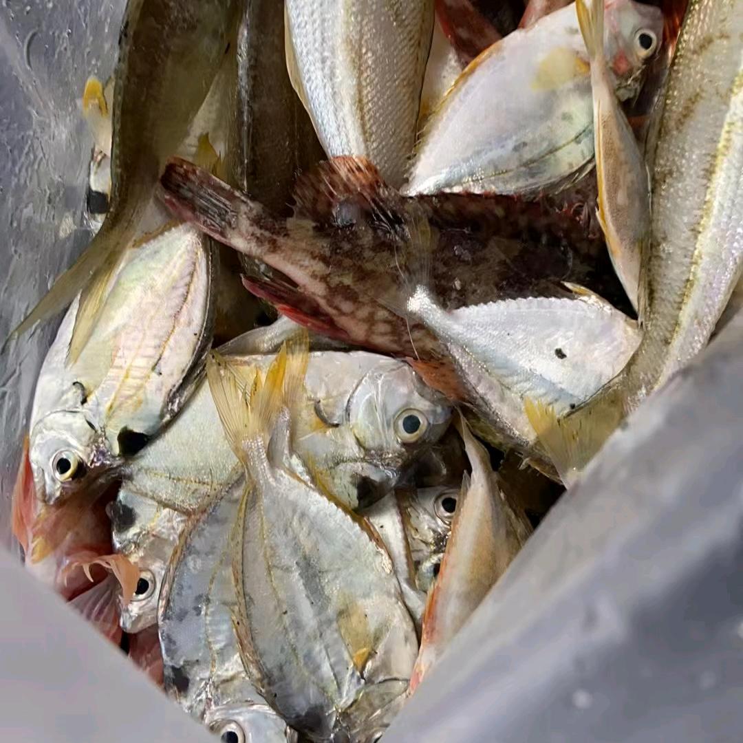 A1兴嘉盛竹排浅海珊姐