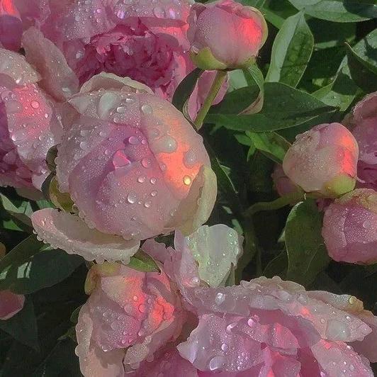 🍓伊🍟朗🍬悍妇🌸(˵¯͒〰¯͒˵