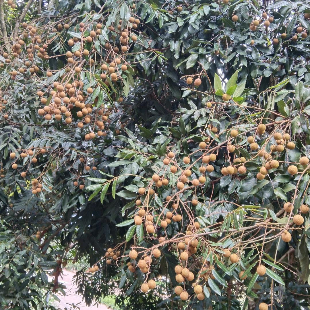 陆群