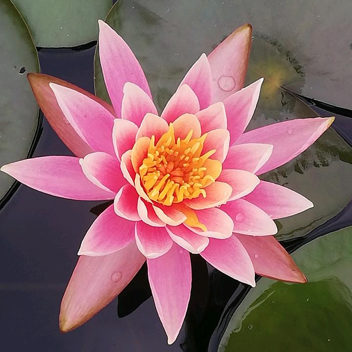 鹤
