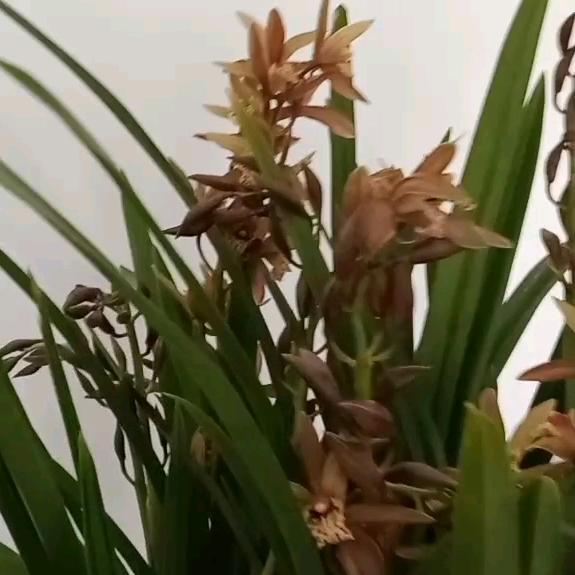 人生如梦  (66年🐎)