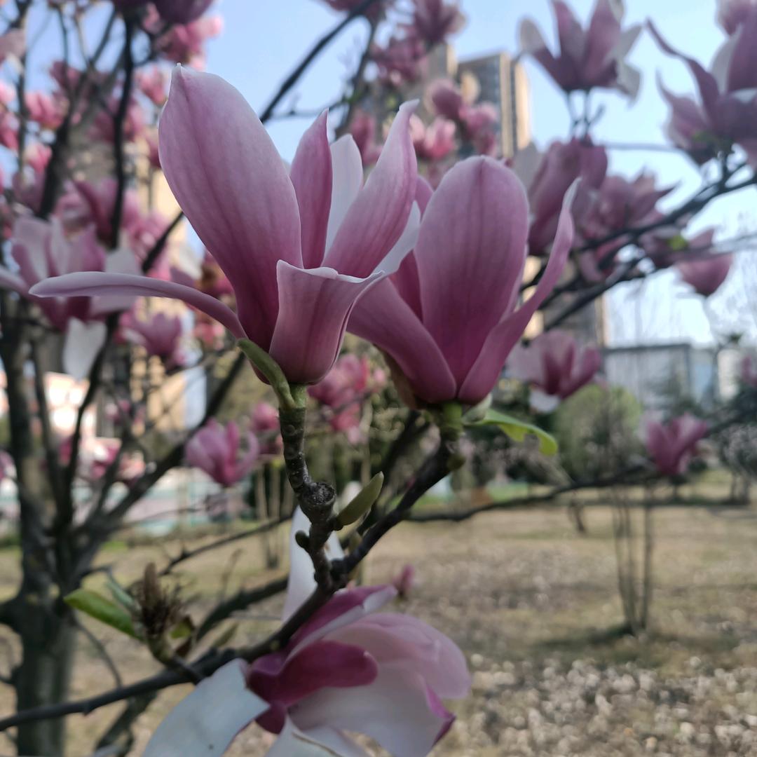 绽放