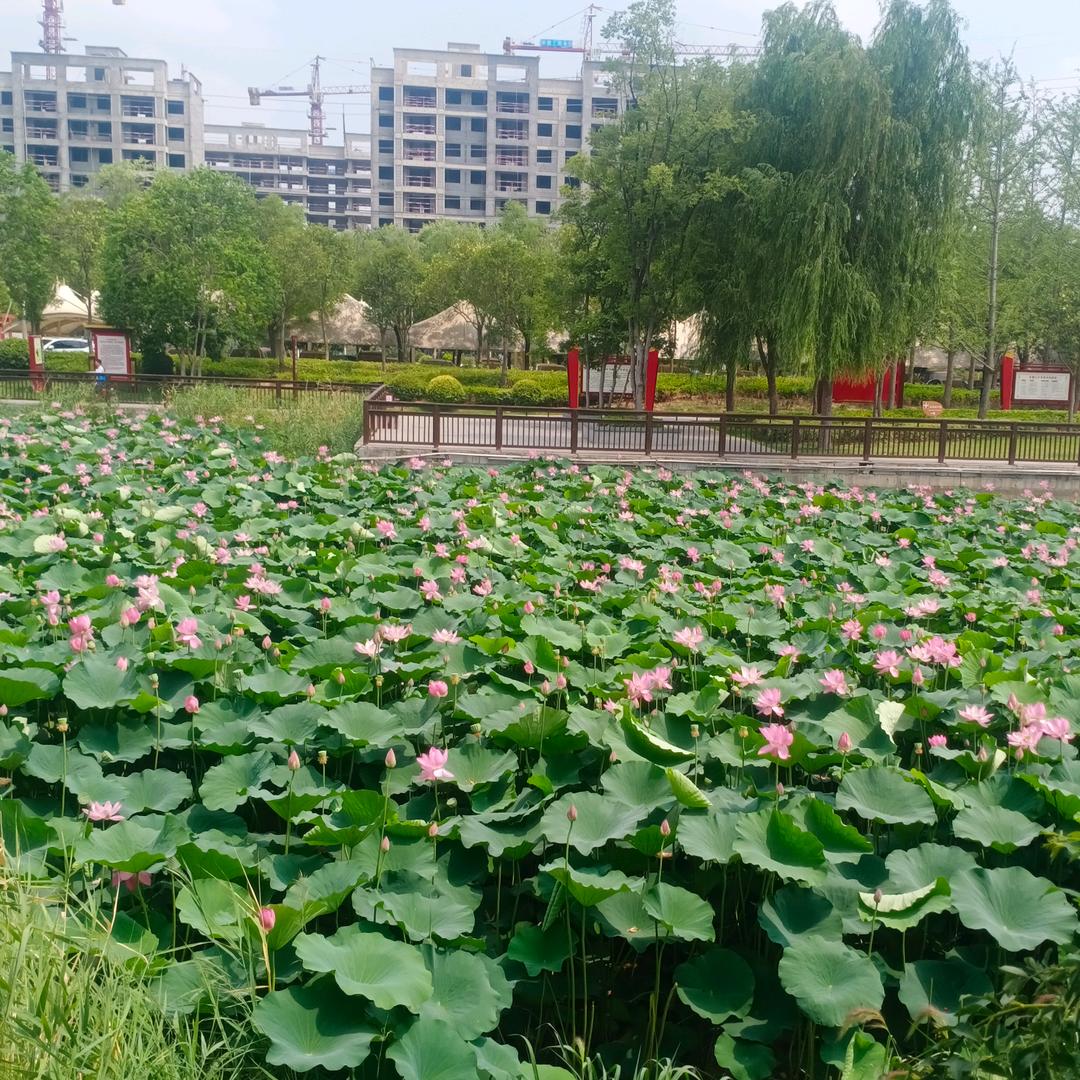 幸福的女人