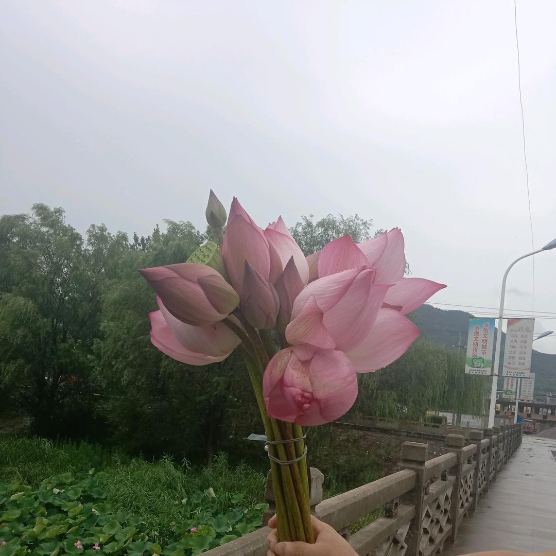 王玉