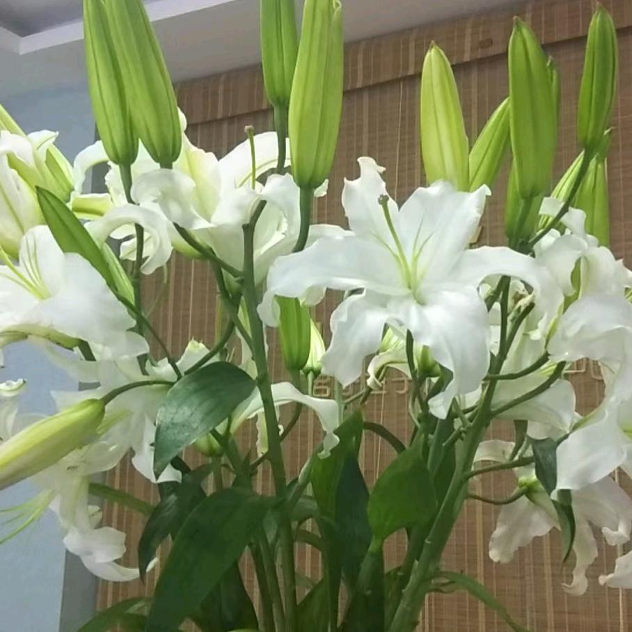 小y没脾气