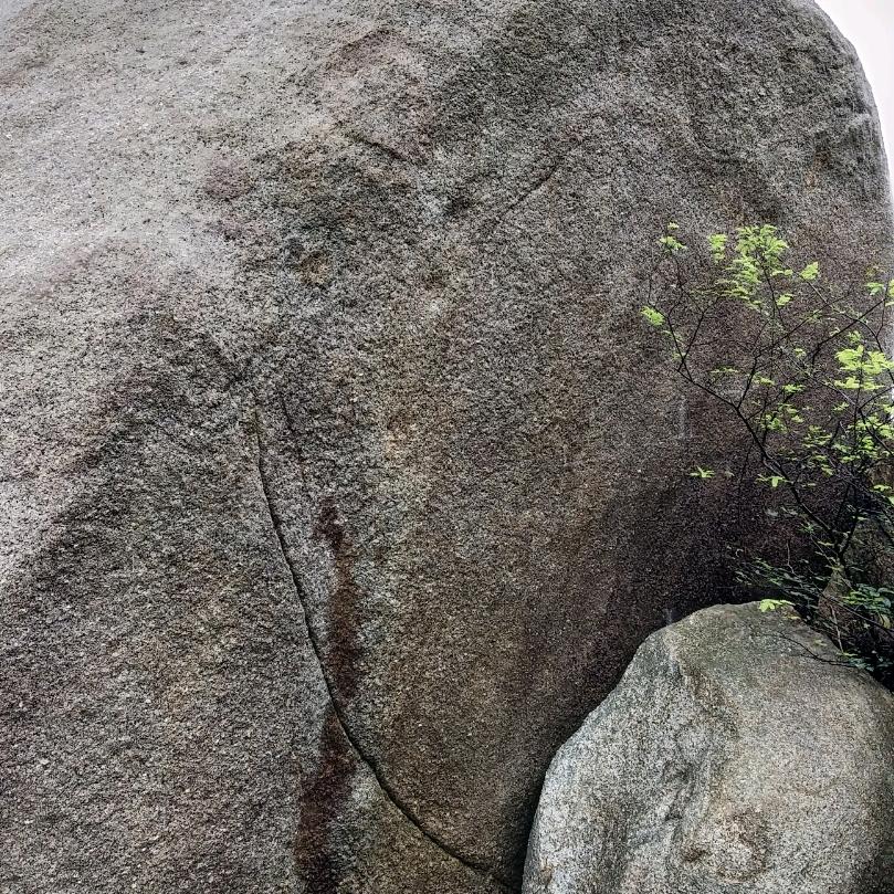 无花果