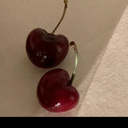 👑 鑫鑫&