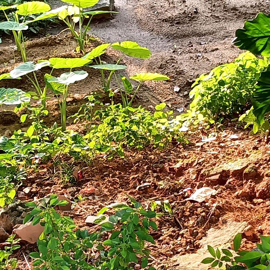 倚枝