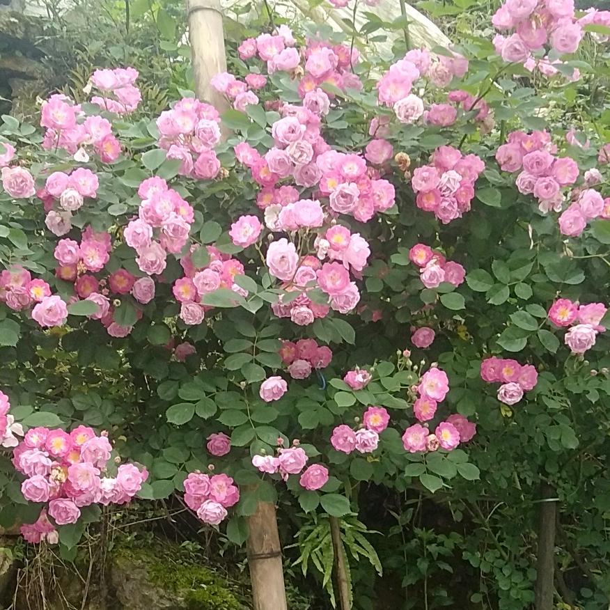 阳光在美，终究会刺眼🍀