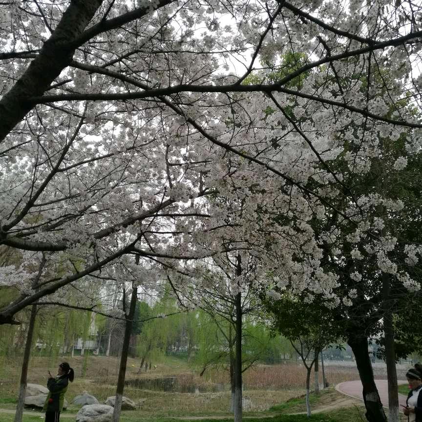 春暖花开