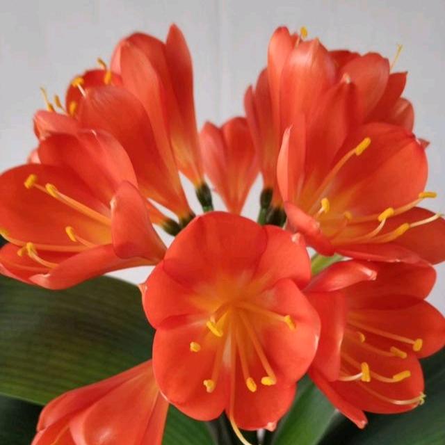 如花似锦