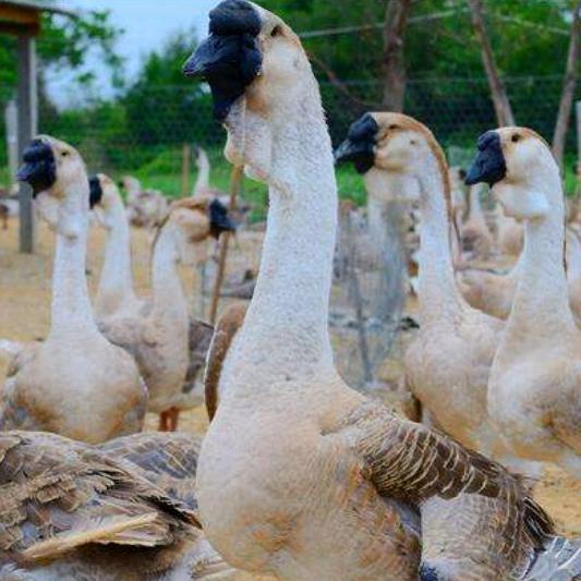 广西禽苗孵化场啊旺