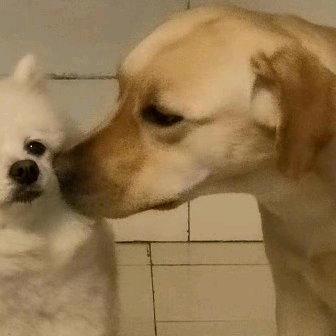 椰子宝宝的小卷毛熊