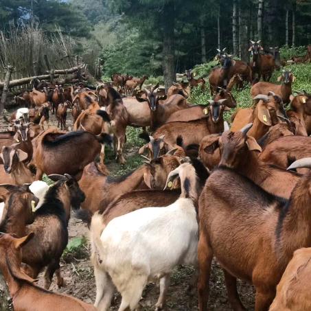 诺水河的黄羊养殖场！！专业收羊！一年四季