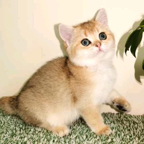 糯米是只猫
