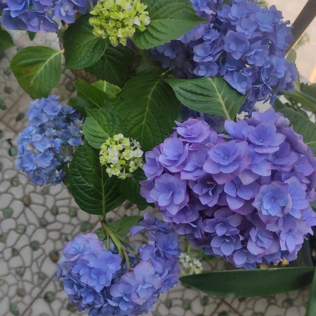 侍花弄草
