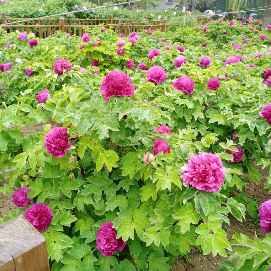 人生没有回头路🏠