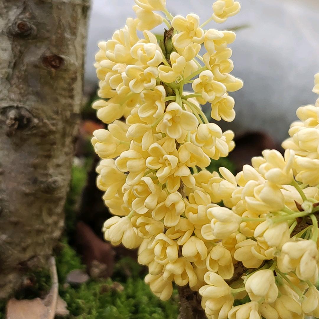 桂林桂花