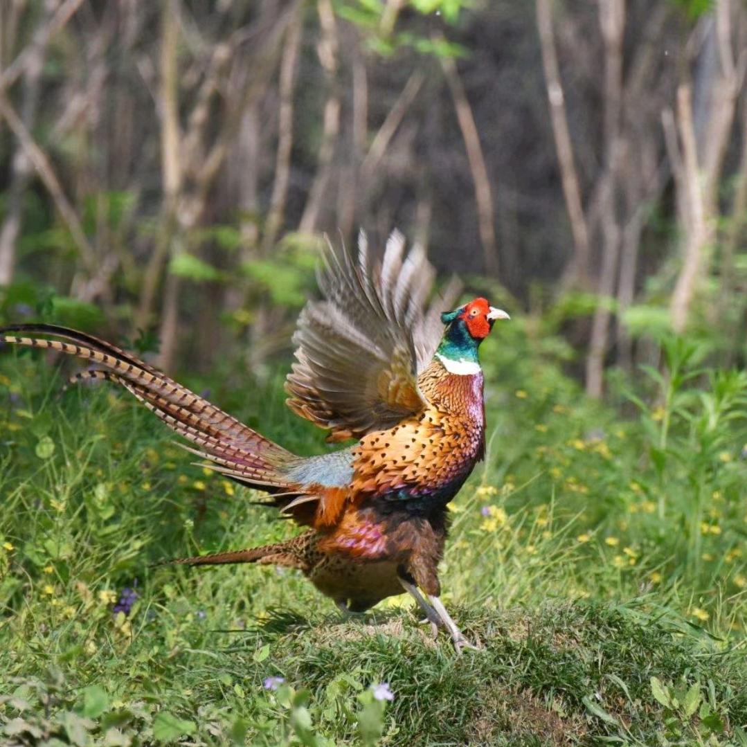 隐居南岭（乳源天井山国家森林公园）