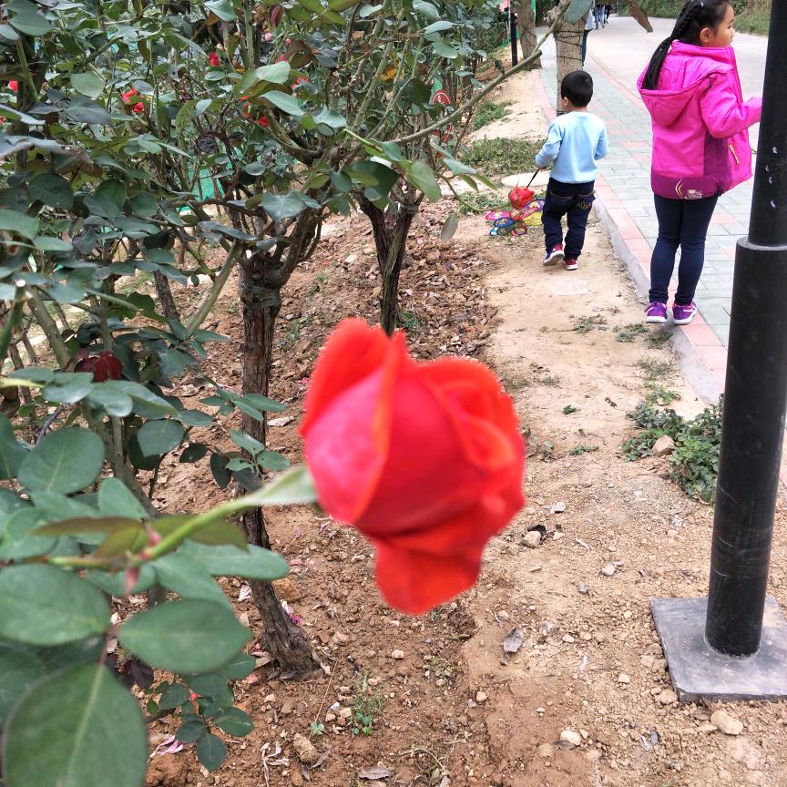 为她拼博