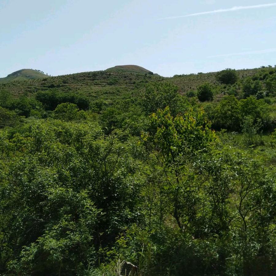 🌈  想念妈妈🌲