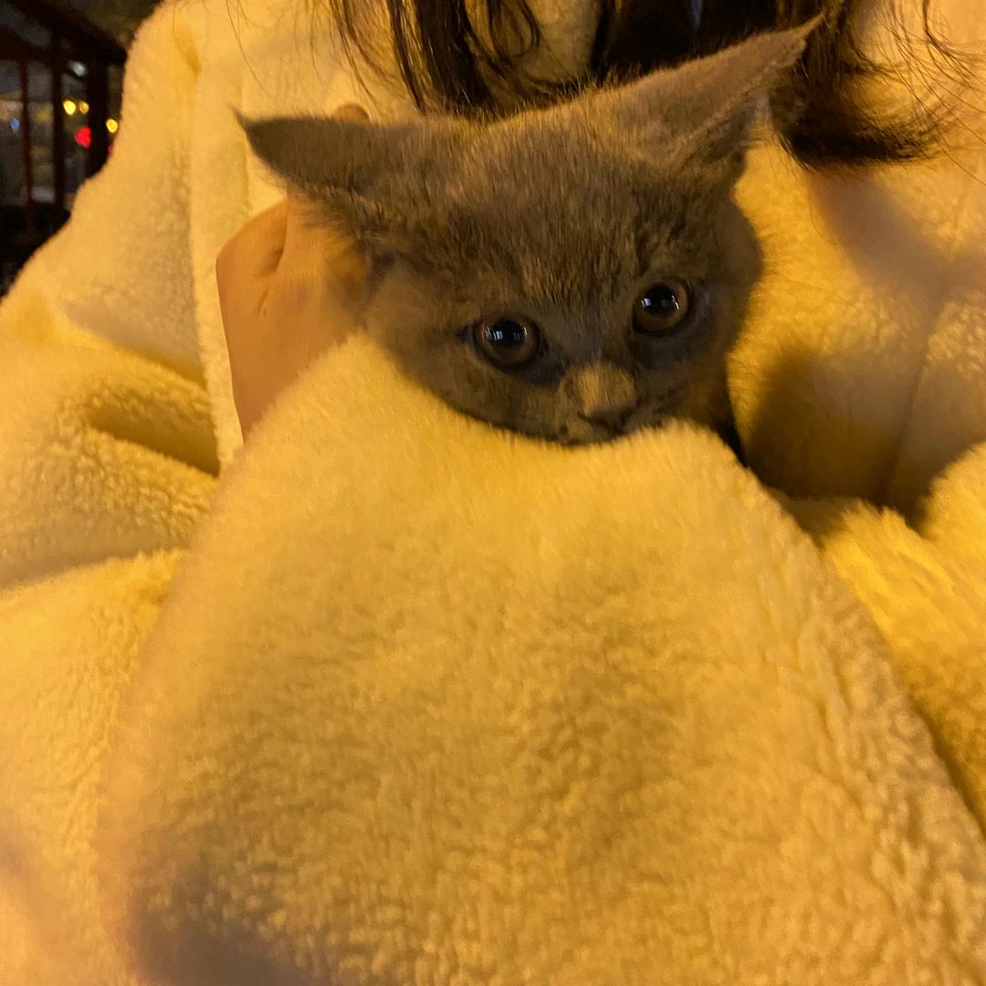 猫猫猫猫王