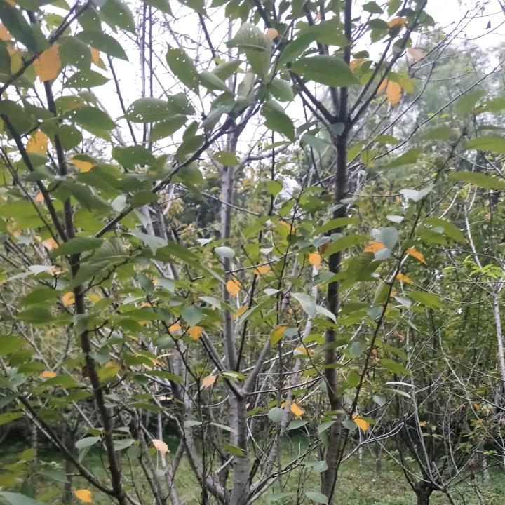 洛阳市瀍河回族区沃利塔瑞百货店