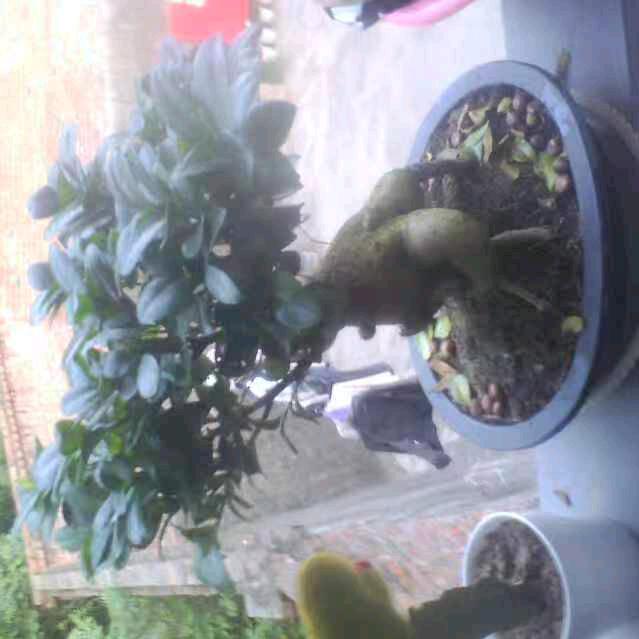 木槿