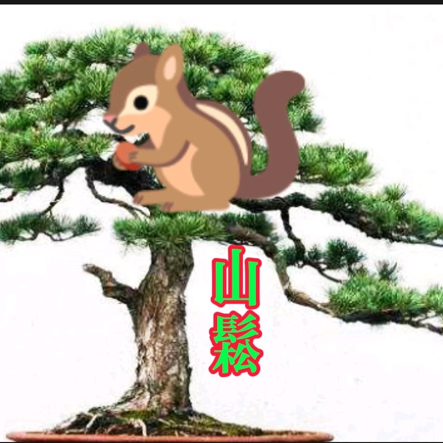 松鼠上山松