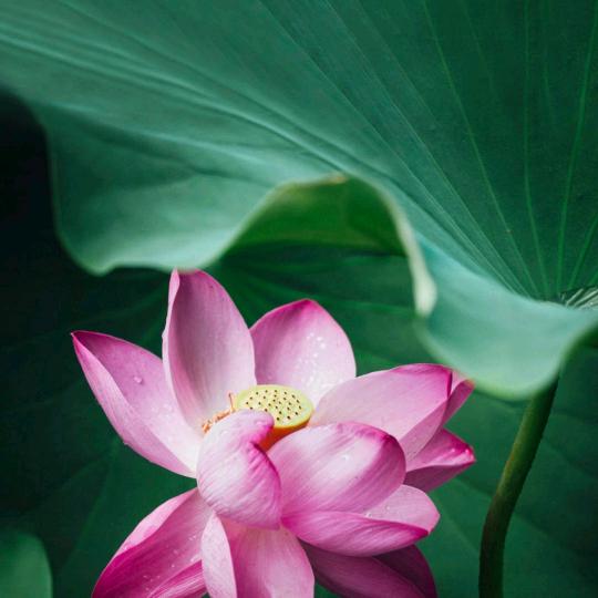 芝