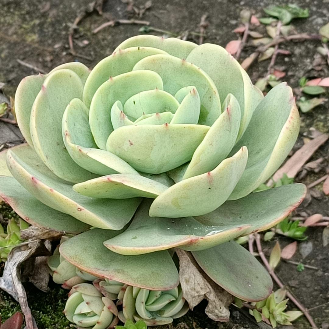 爱你的星🌟