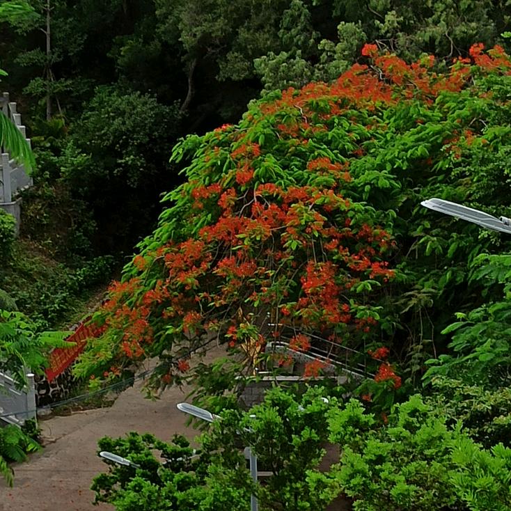 小样