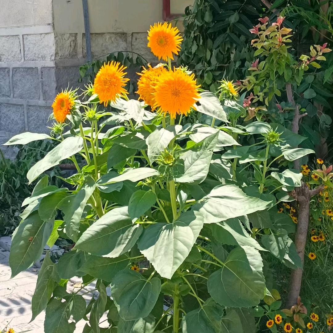 太阳花
