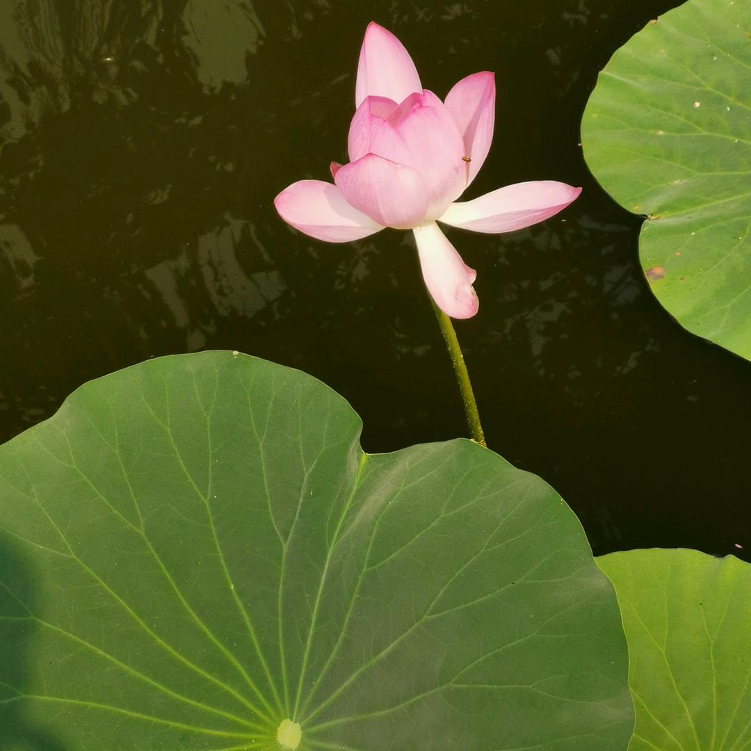 杰哥