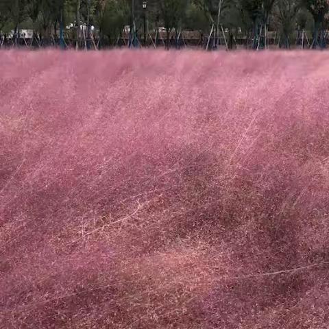 恩施香酥鸭（塞纳左岸店）