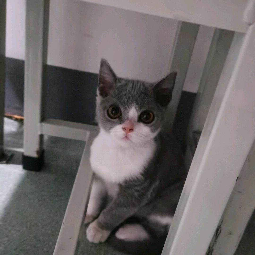 小妹是男猫
