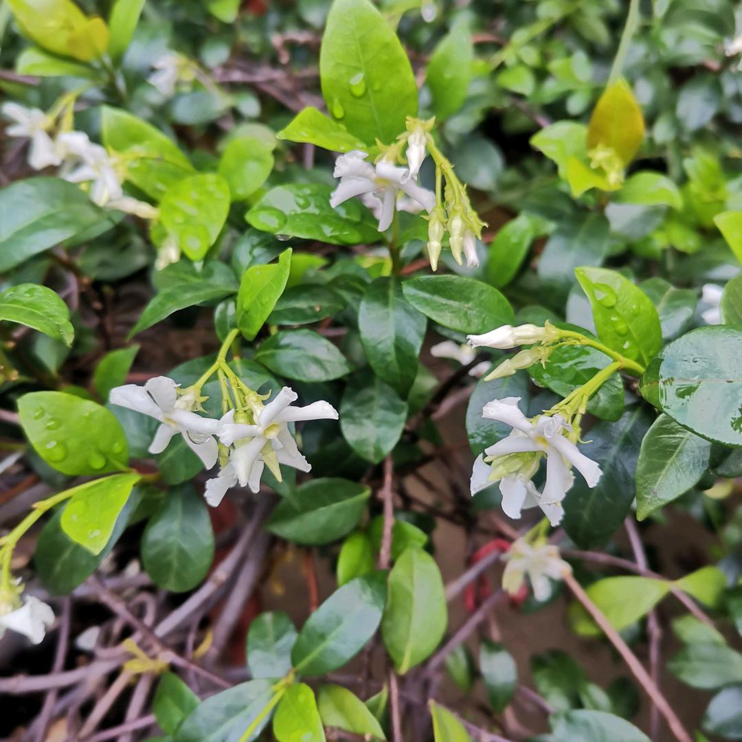 石榴花