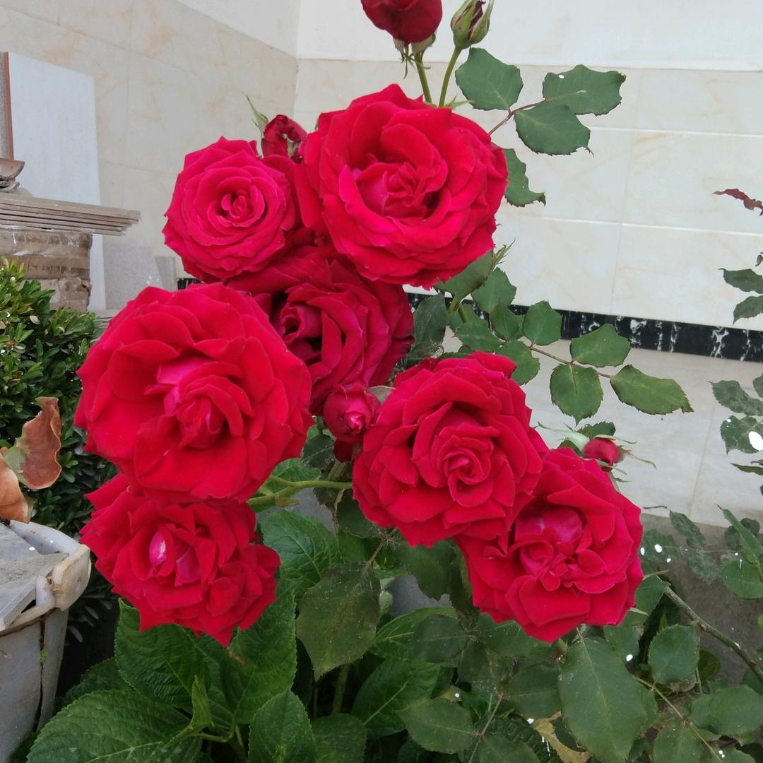 我三生三世十里桃花