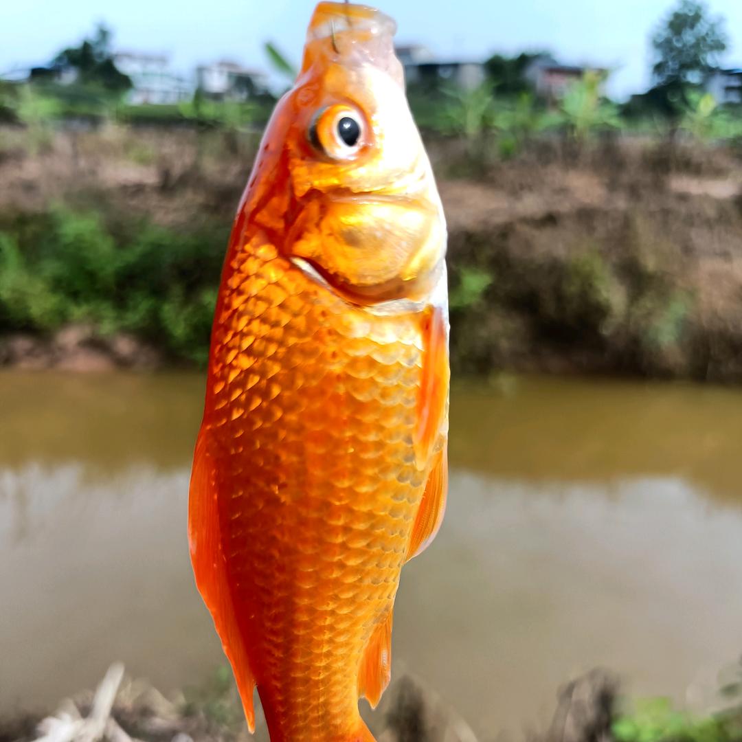 尘缘