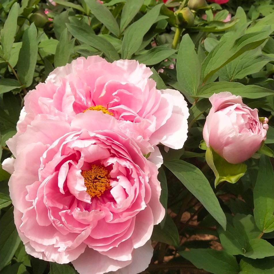 蝶恋花☺