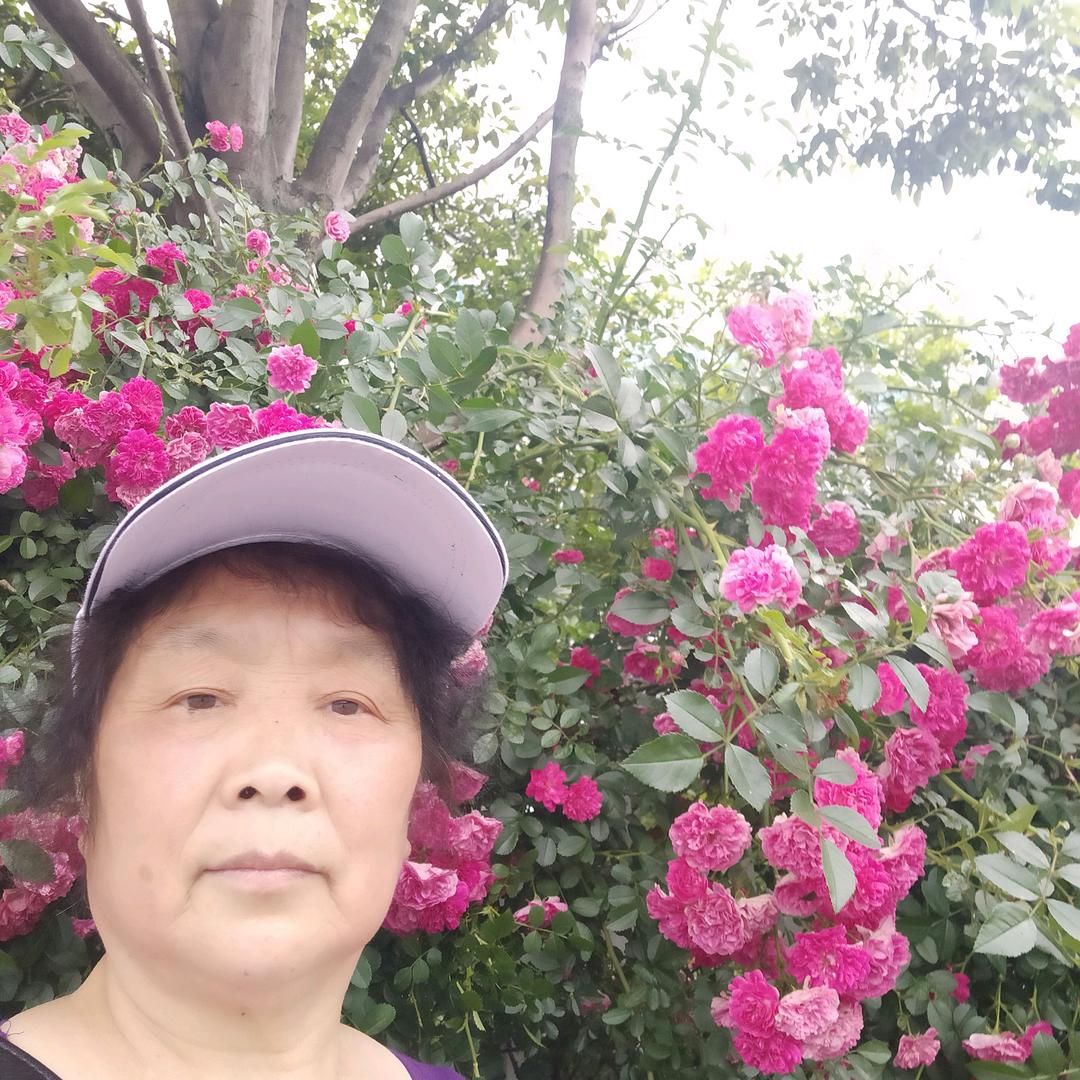 莲子*