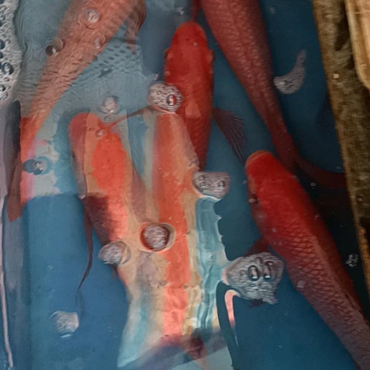 成