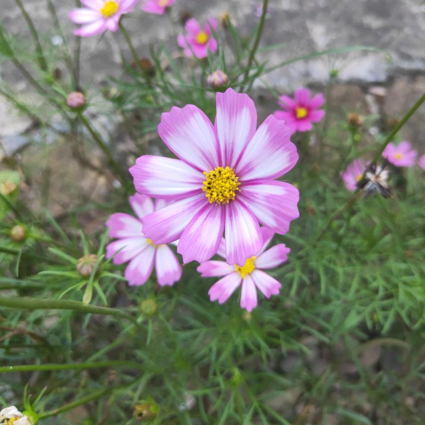 秋芳