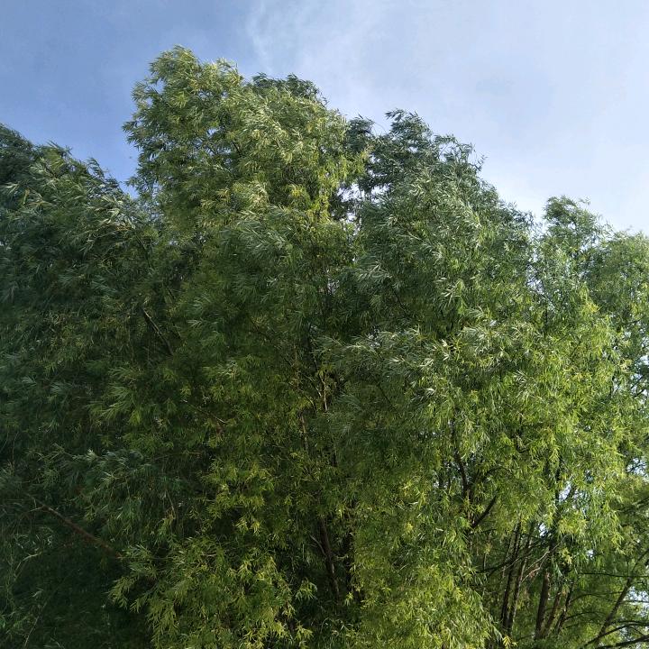 天天笑