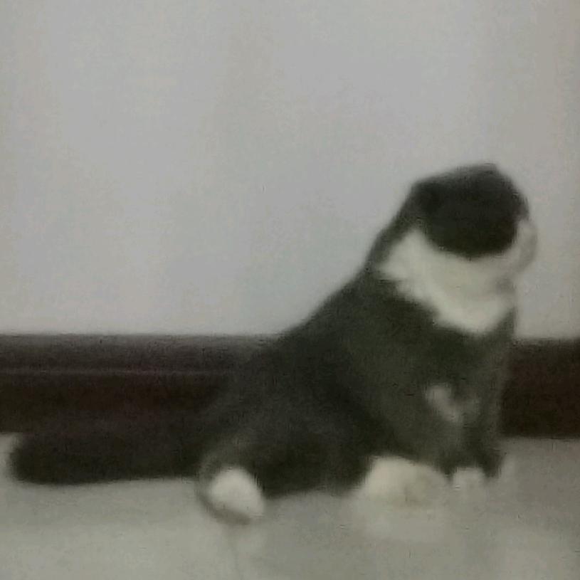 蓝老板的姐姐是大瘦子