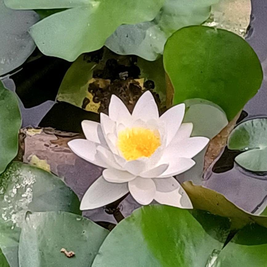笑叹，红尘